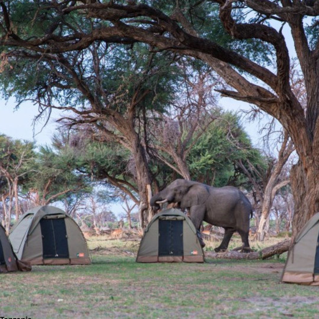 Extended Camping Safari (Tarangire, Lake Manyara, Serengeti, Ngorongoro, Lake Eyasi)