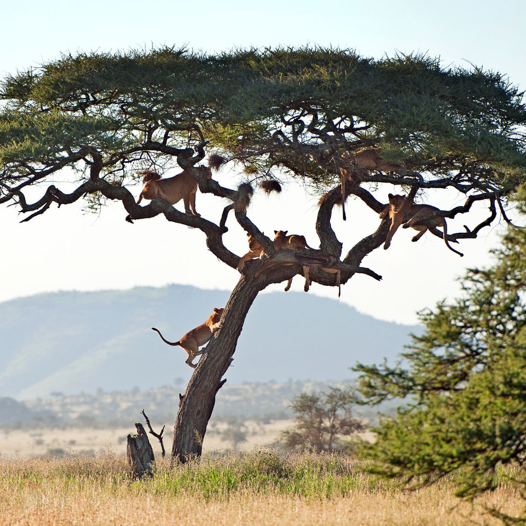Serengeti & Ngorongoro Luxury Safari