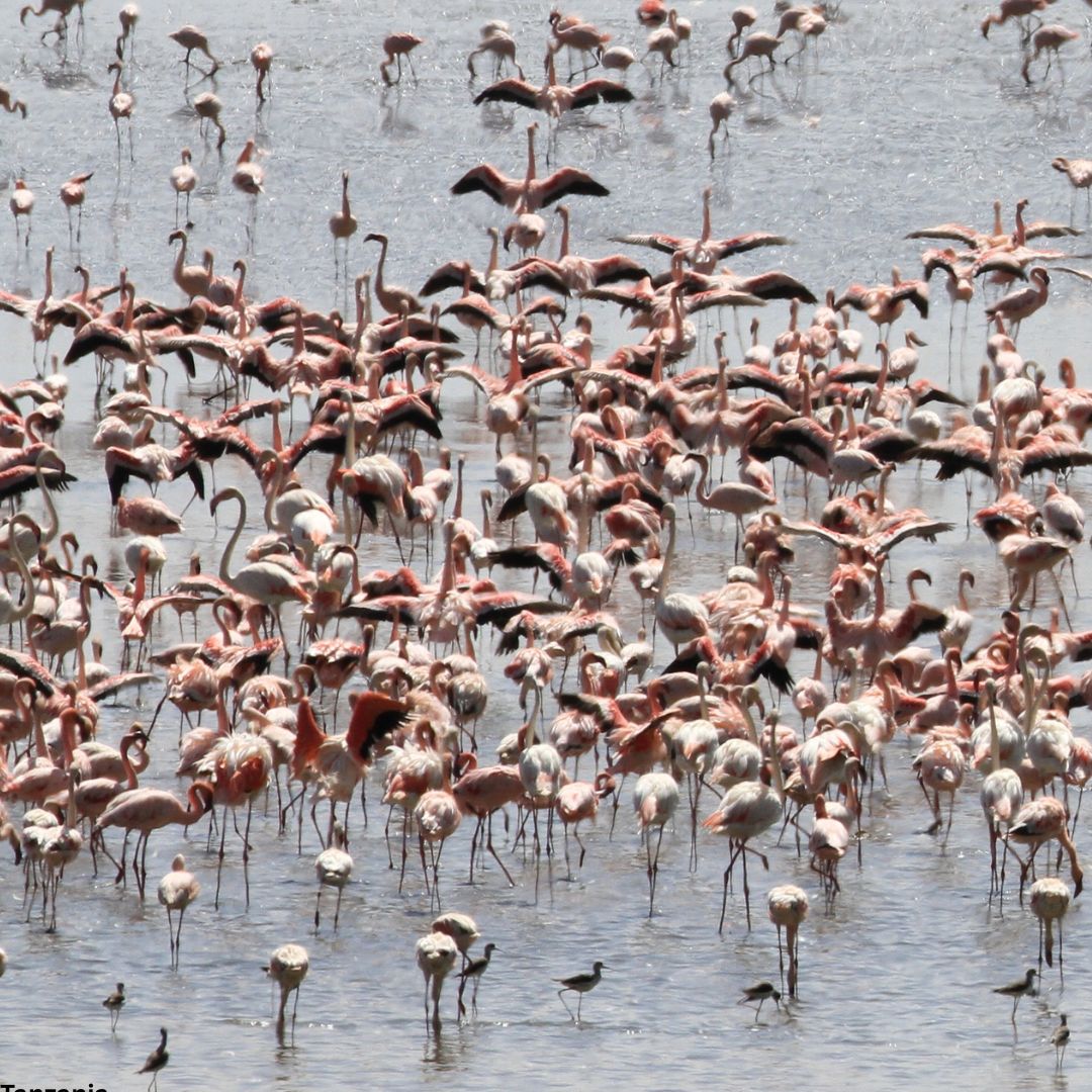 Lake Manyara & Tarangire Birding Safari