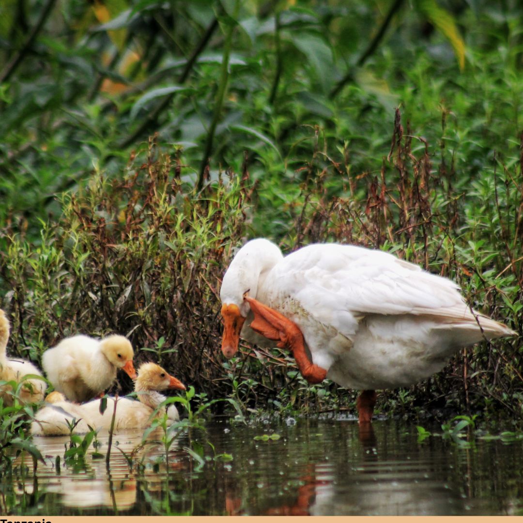 Arusha, Tarangire, and Lake Manyara Birding Safari