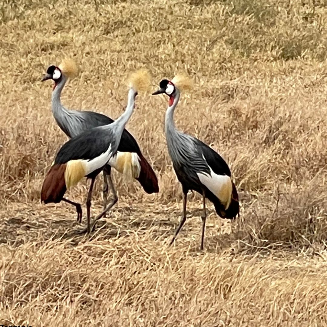 Serengeti & Ngorongoro Birding Safari