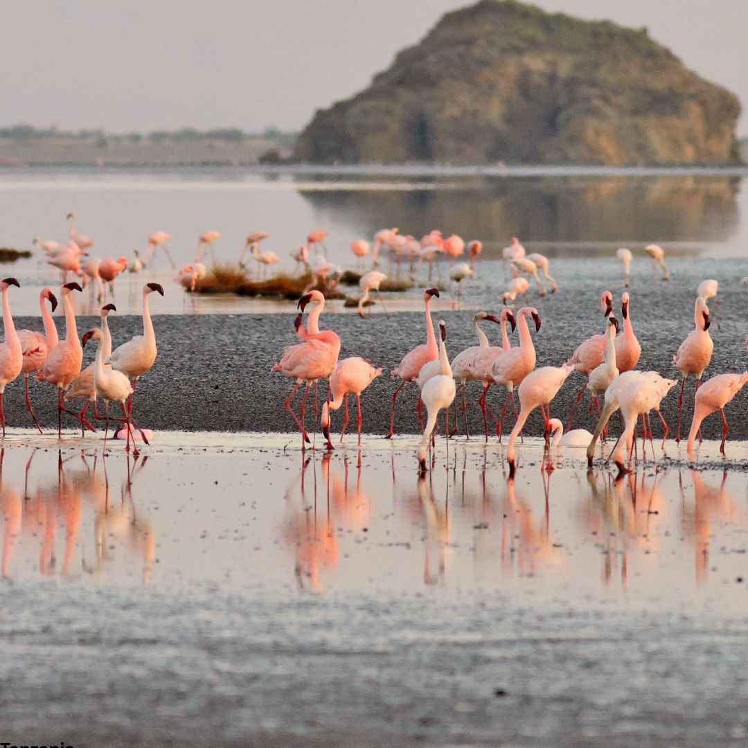 Rift Valley Lakes Birding Safari (Manyara, Natron, Eyasi)