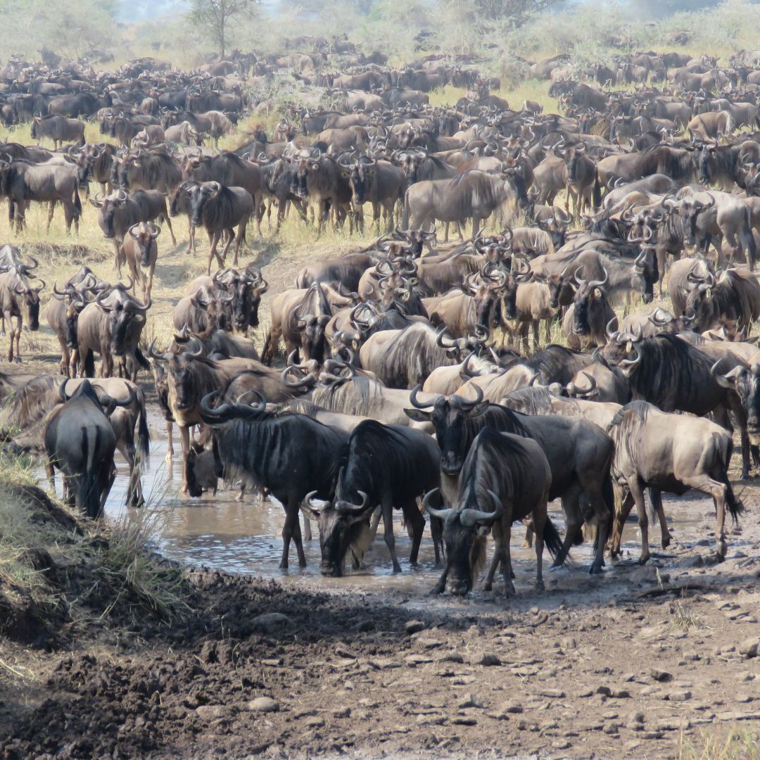 Great Migration Luxury Safari