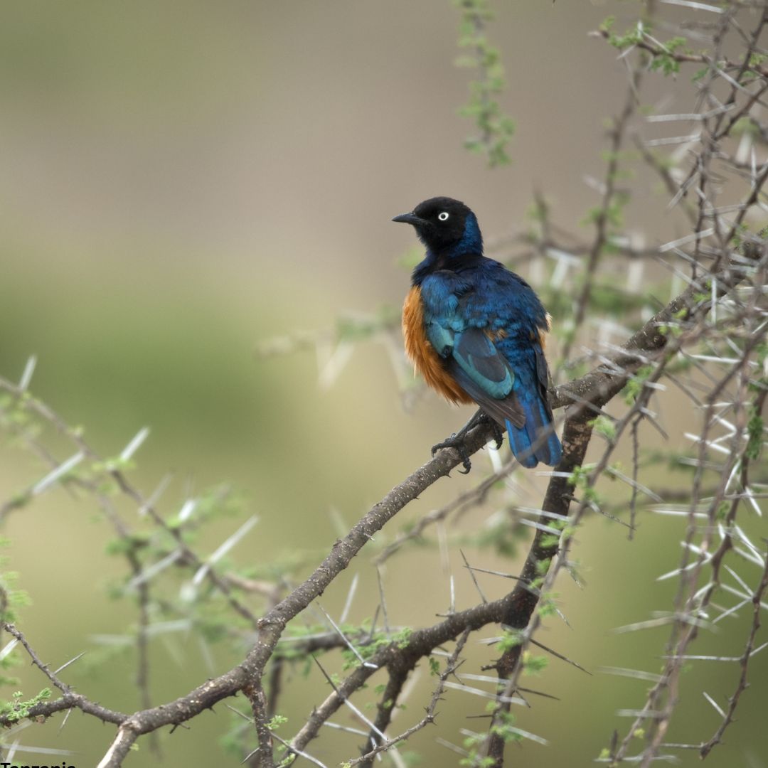 Ultimate Tanzania Bird Watching Safari