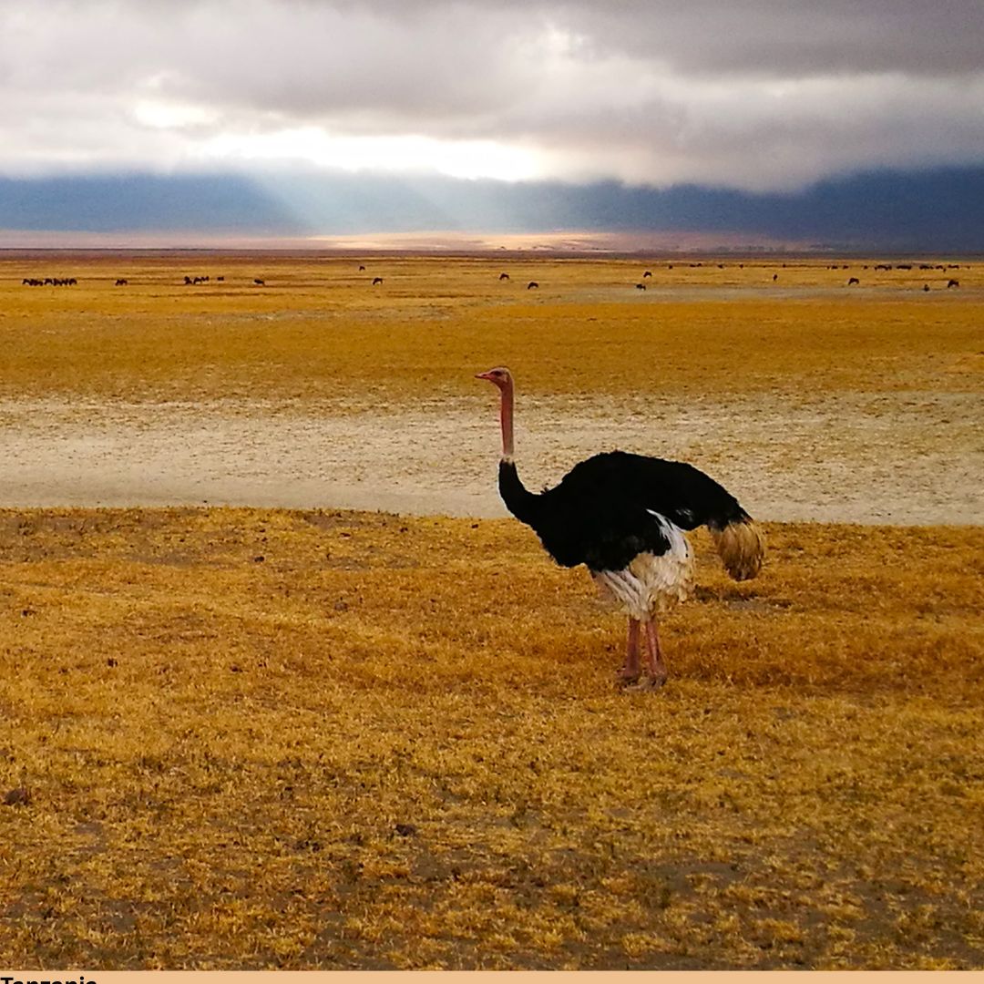 Northern Tanzania Birding & Wildlife Safari