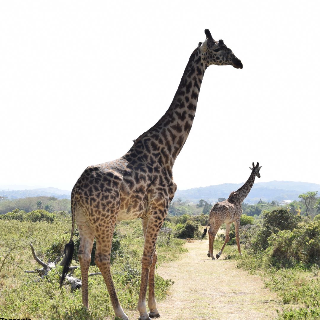 Arusha National Park Day Trip