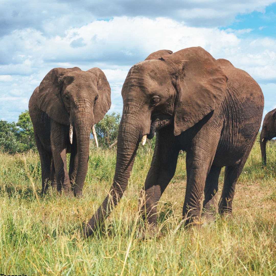 Tarangire National Park Day Trip
