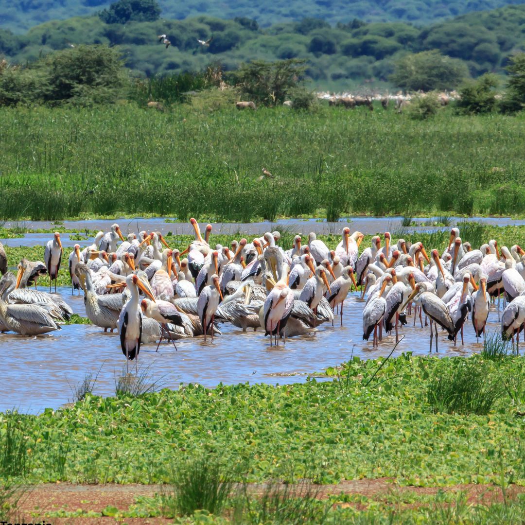 Lake Manyara National Park Day Trip