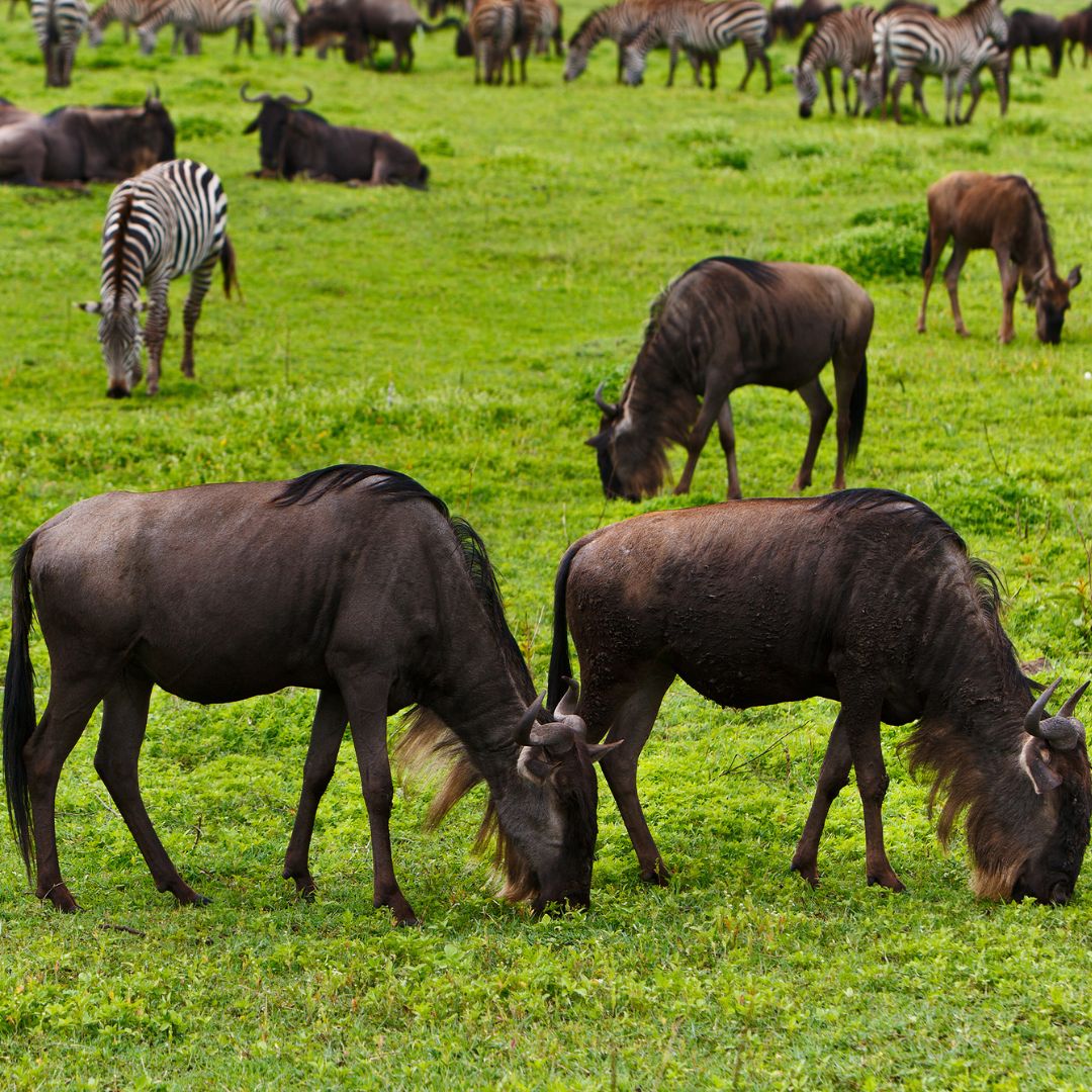 Migration Safari (Central & Northern Serengeti)