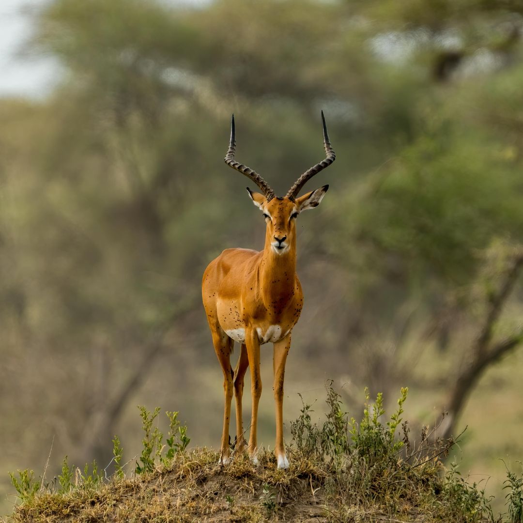 Classic Tanzania Camping Safari
