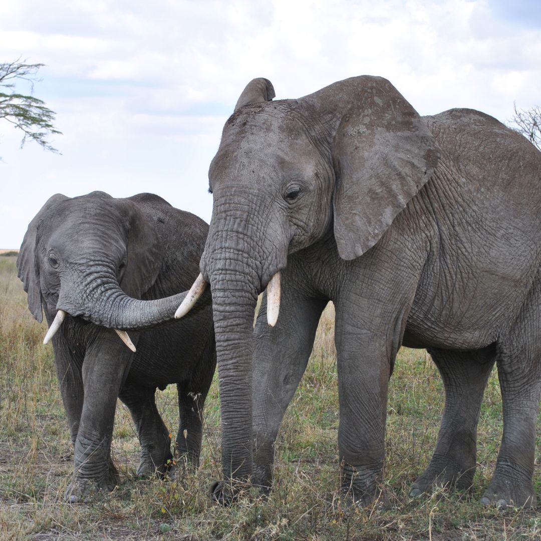 Extended Camping Safari (Tarangire, Lake Manyara, Serengeti, Ngorongoro, Lake Eyasi)