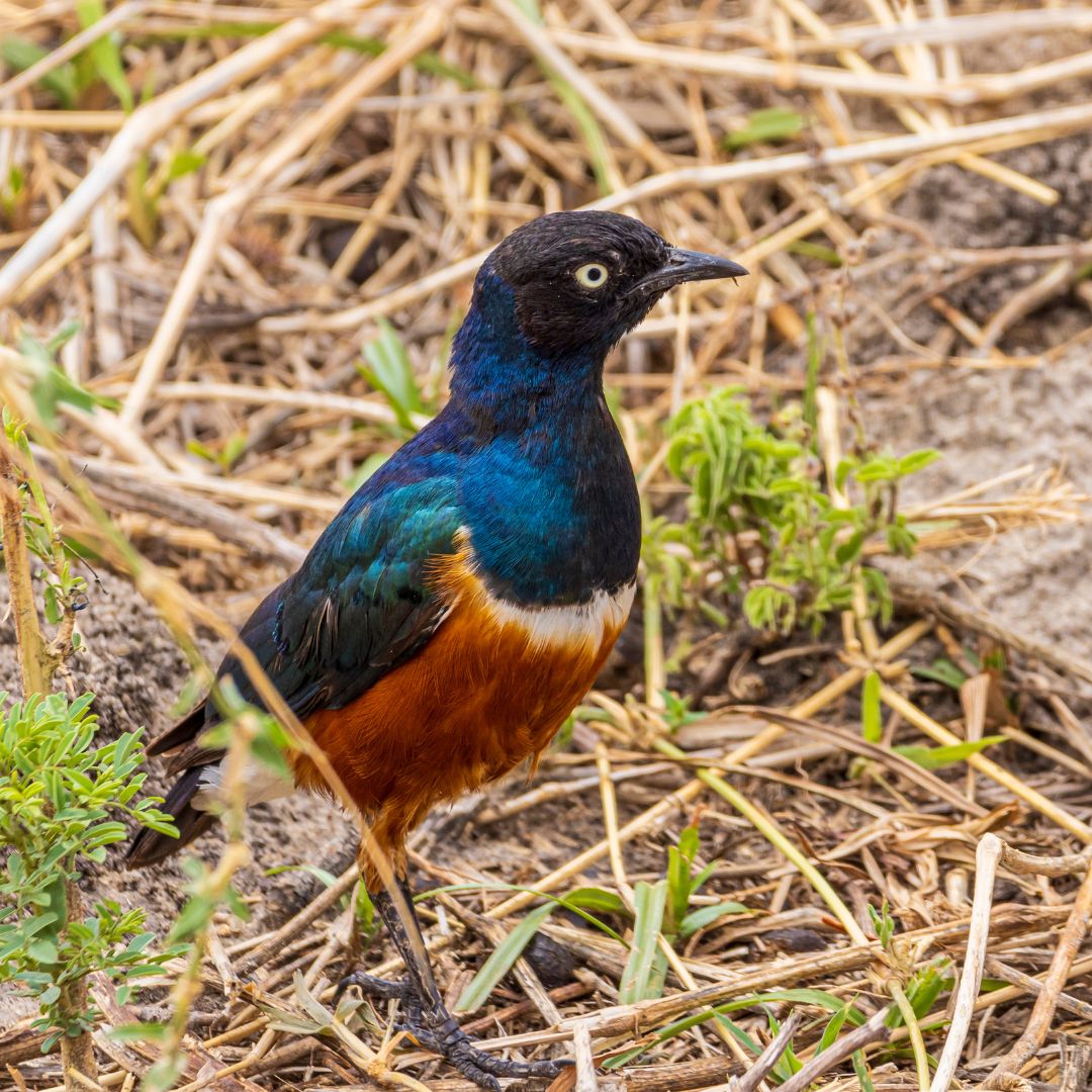 Lake Manyara & Tarangire Birding Safari