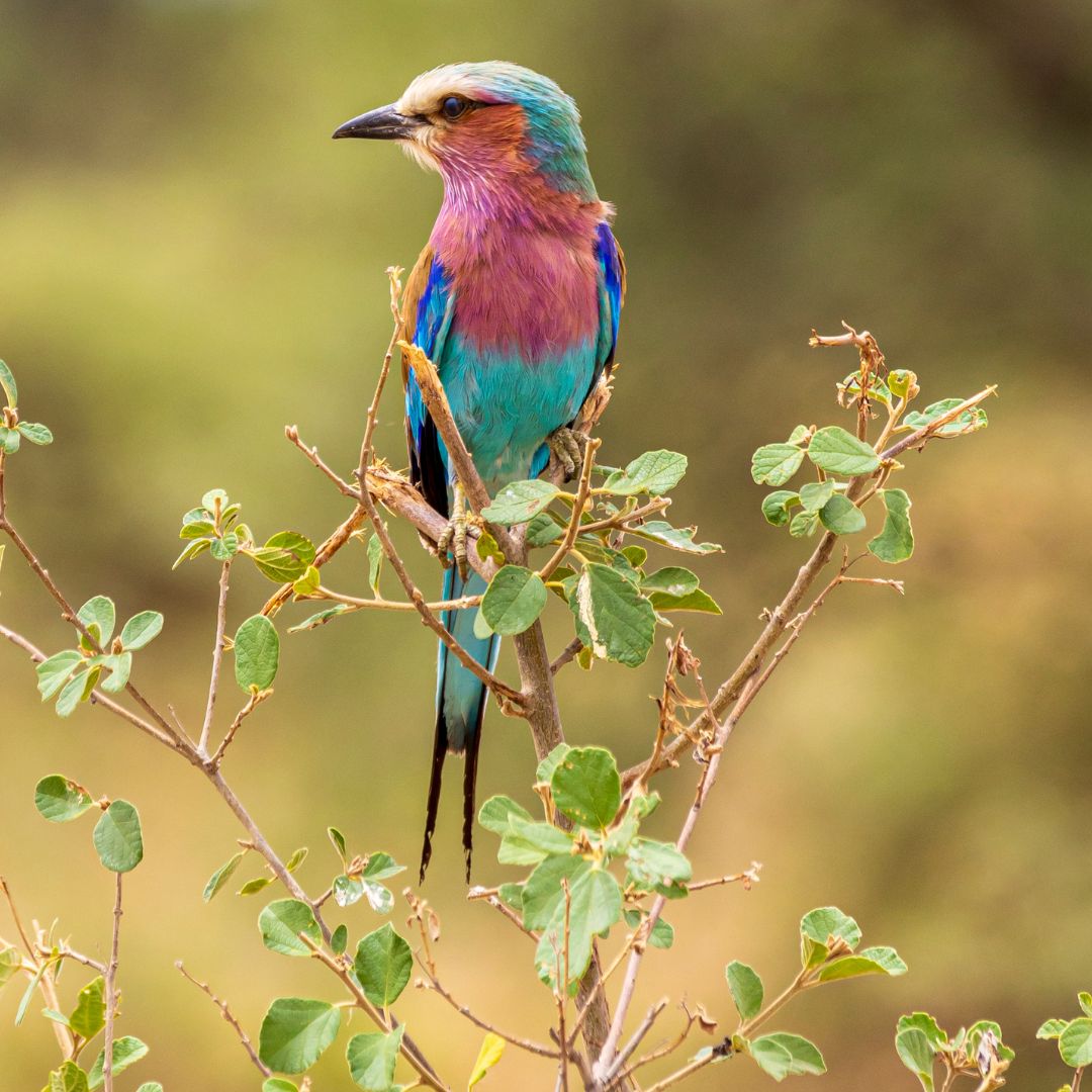 Northern Tanzania Birding & Wildlife Safari