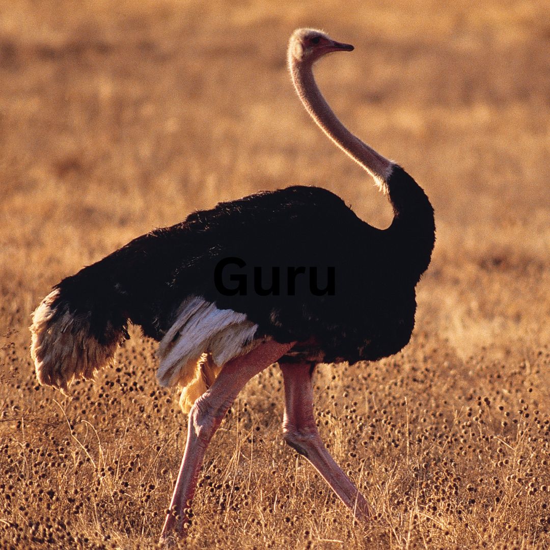 Serengeti & Ngorongoro Birding Safari