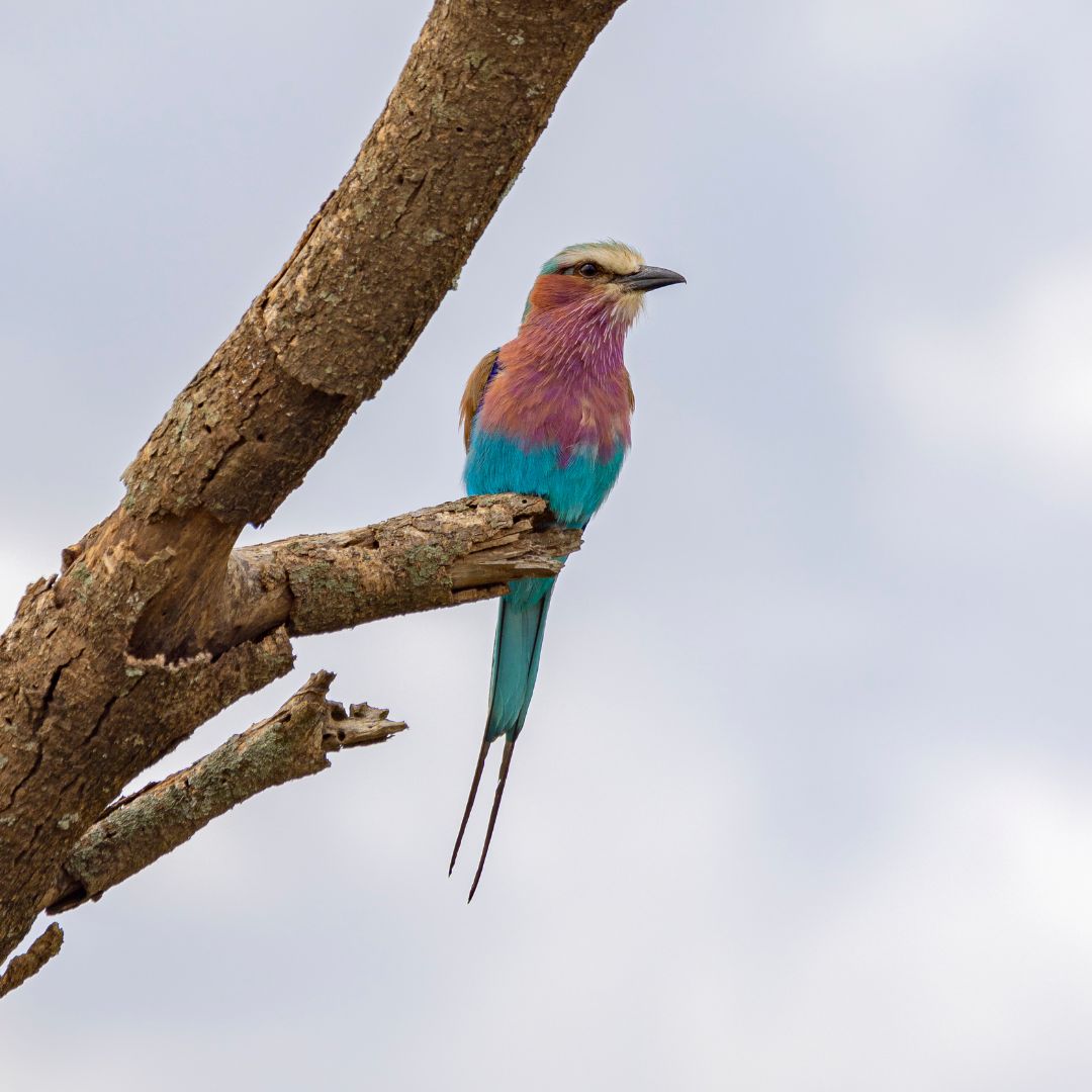 Ultimate Tanzania Bird Watching Safari