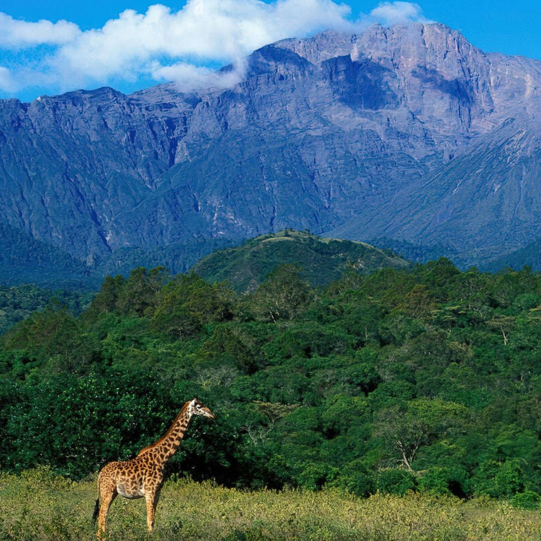 Mount Meru Climb with Arusha National Park Wildlife Walk