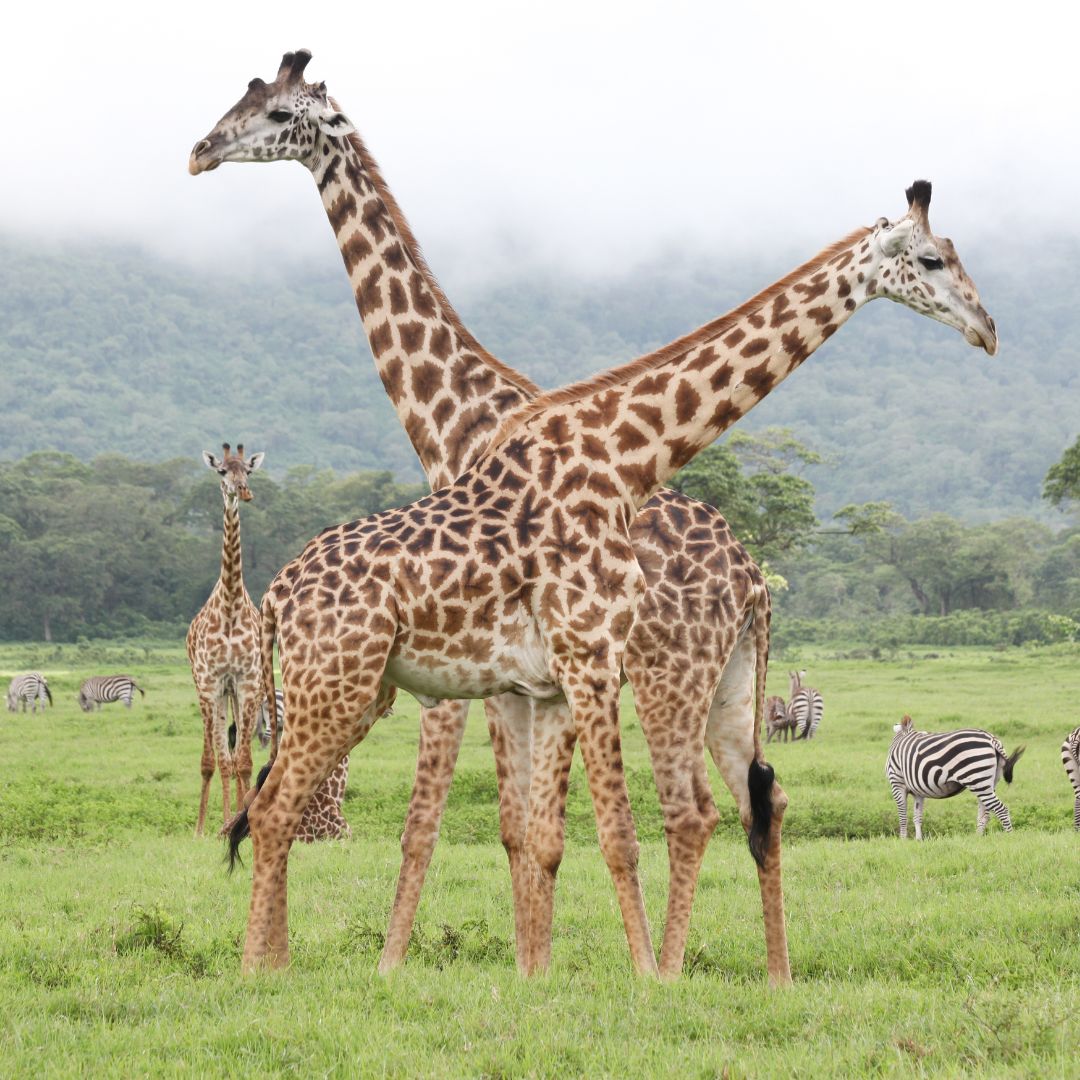 Arusha National Park Day Trip