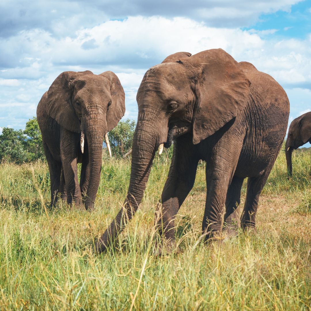 Tarangire National Park Day Trip