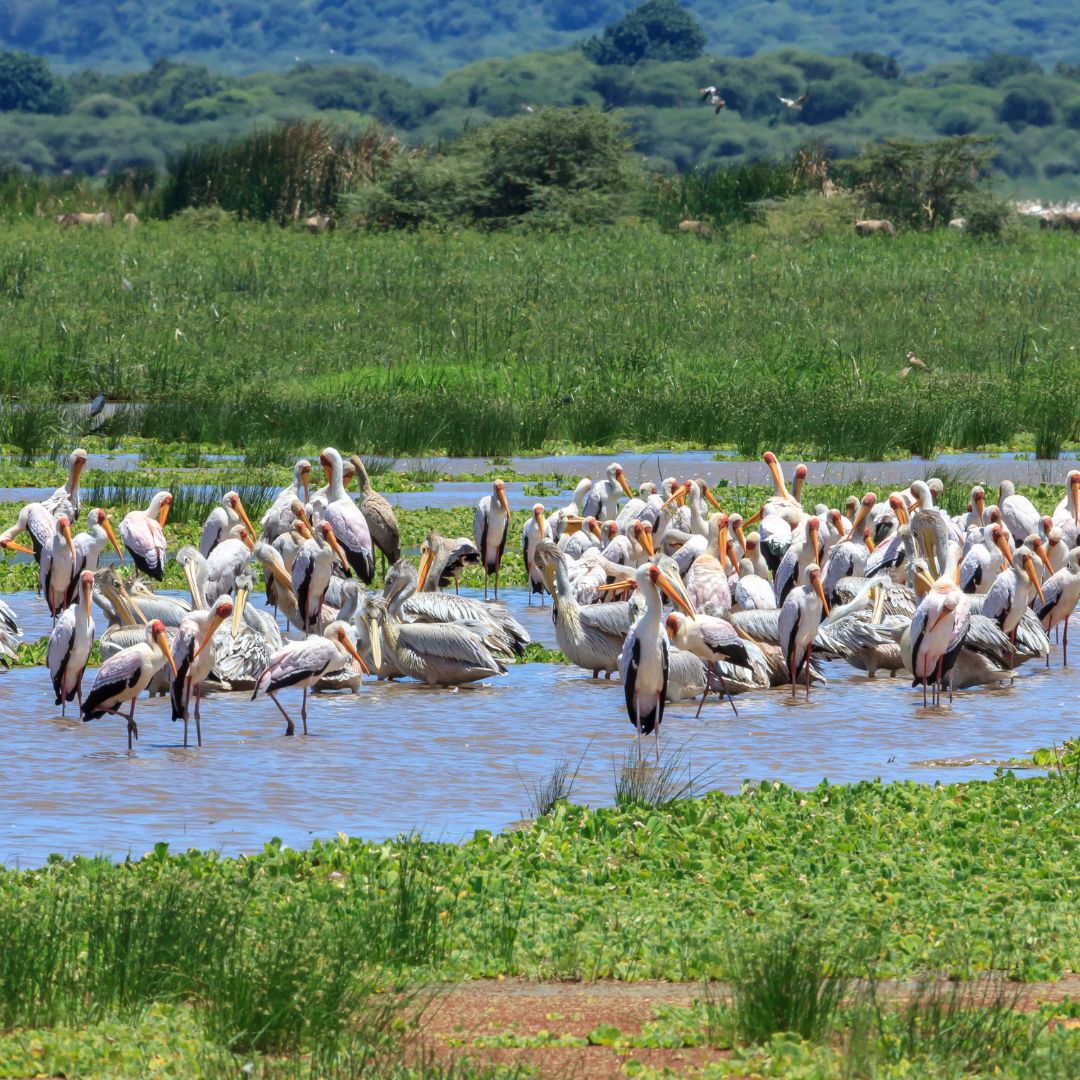 Lake Manyara National Park Day Trip