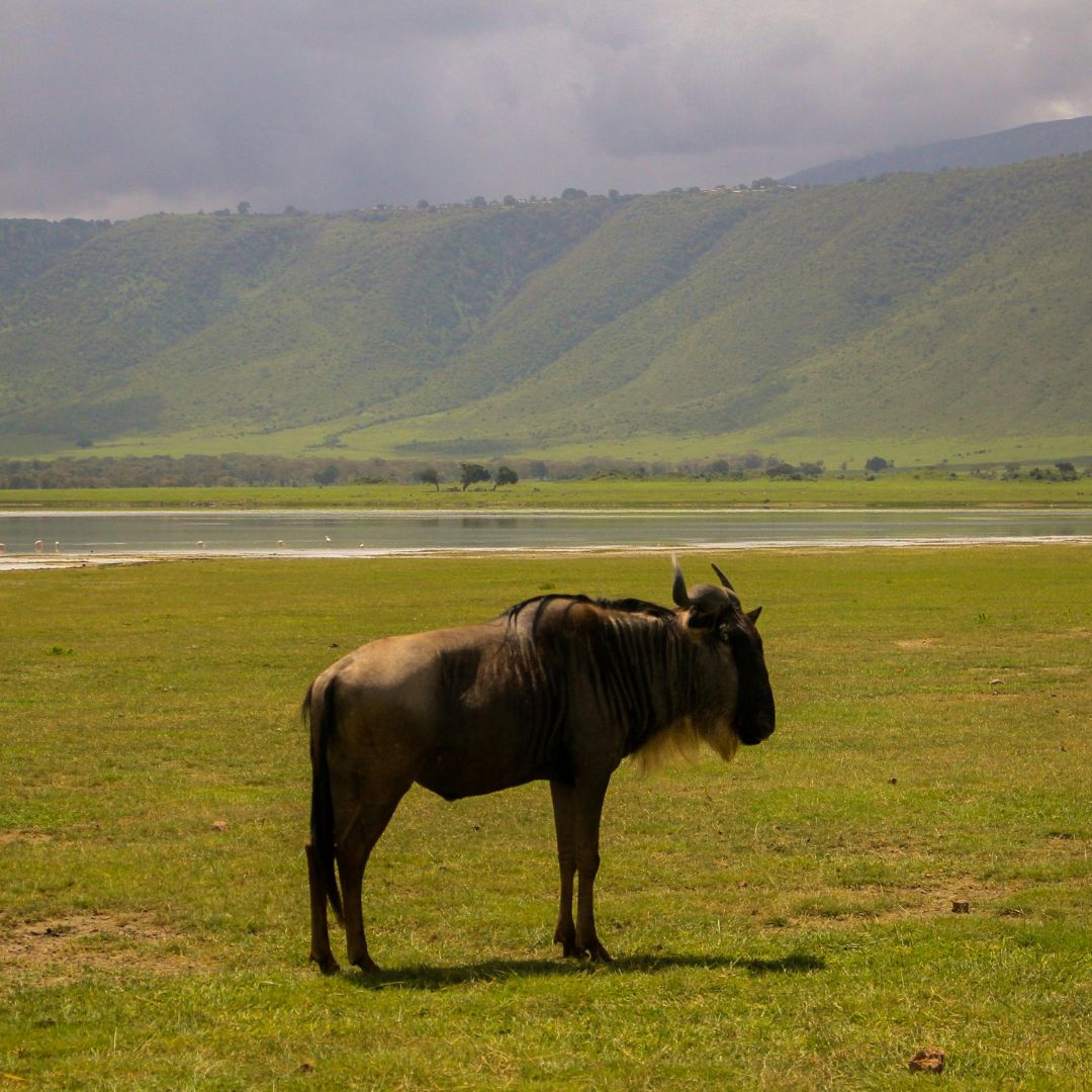 Ngorongoro Crater Day Trip