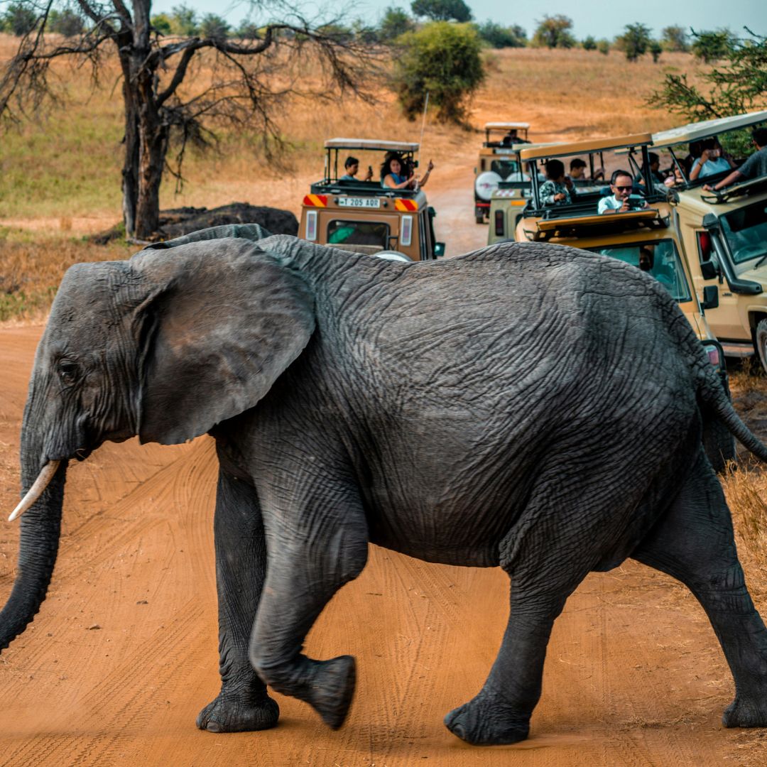 Signature Luxury Northern Circuit Safari