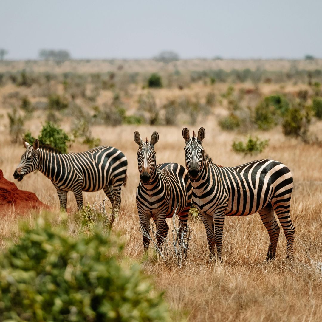 Luxury Tanzania & Zanzibar Escape