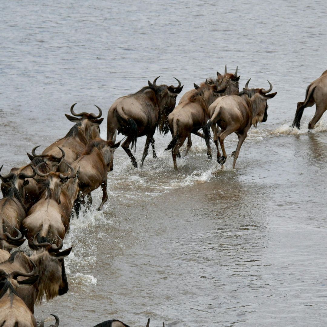 Great Migration Luxury Safari
