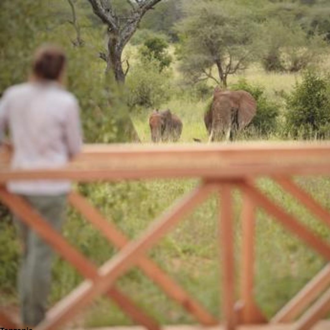 Tarangire & Ngorongoro Crater Tented Safari
