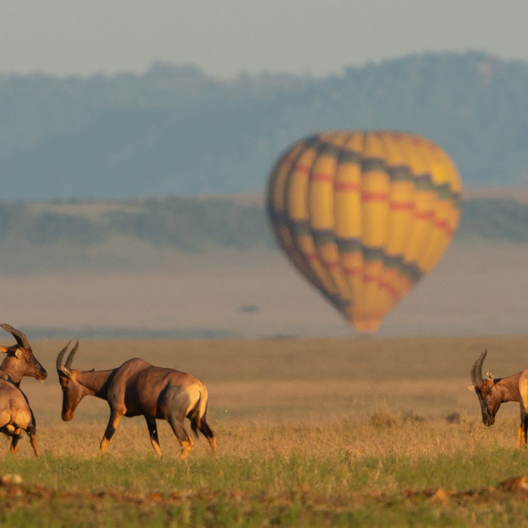 Ndutu Safari with Balloon Ride
